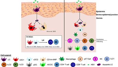 Mechanisms of Immune Control of Mucosal HSV Infection: A Guide to Rational Vaccine Design